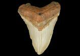 Fossil Megalodon Tooth - North Carolina #124903-1